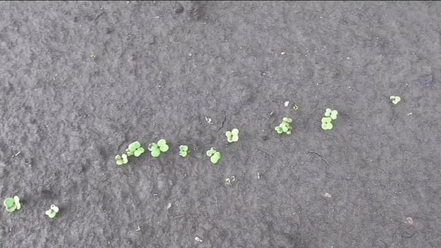 Брюква взошла через четыре дня