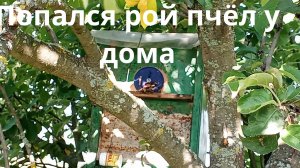 28 июня 2025 года, Попался рой пчёл в ловушку у дома.