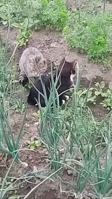 🐱🐈⬛ смотреть онлайн