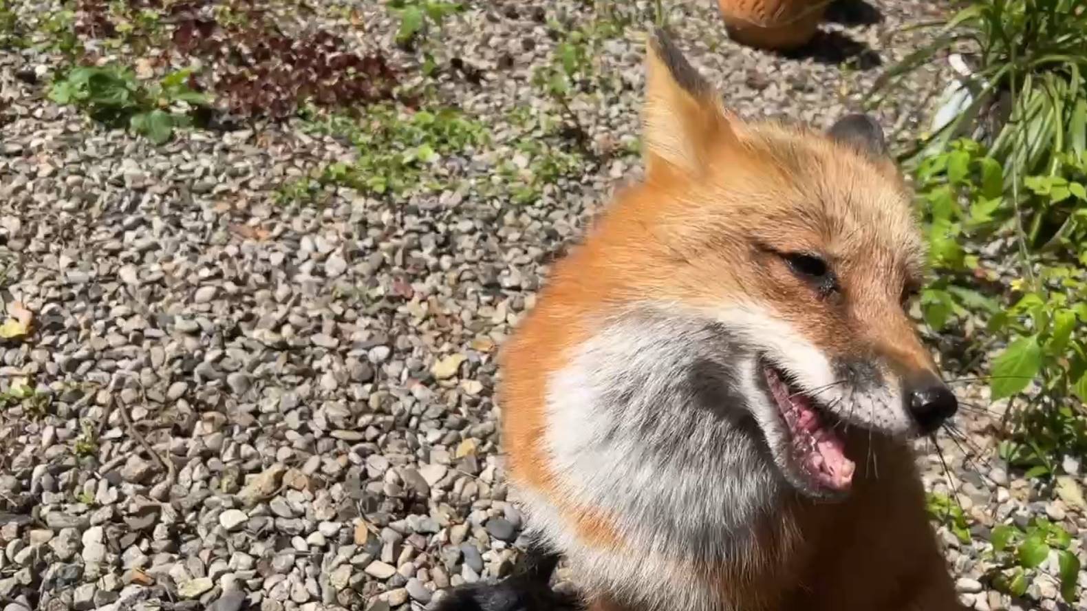 Лиса-Алиса. Лиса вышла на прогулку с Белым смотреть онлайн