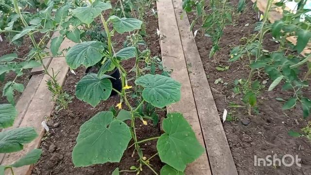 Сделали новые тротуары.Стряпаю пироги.Я встретилась со змеёй на дороге. смотреть онлайн