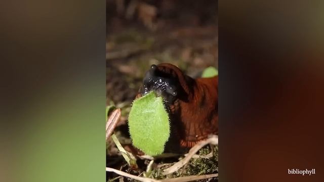 Забавные Животные, Которые Всегда Заставляют Нас СМЕЯТЬСЯ! смотреть онлайн