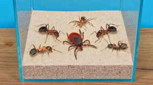 Клещ думал, что он охотник, пока не встретил муравьев!