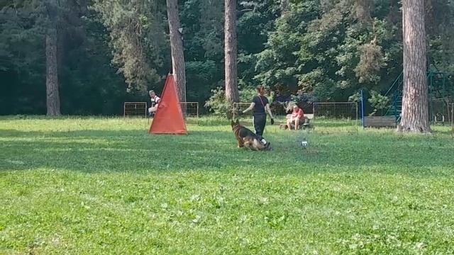 1 Отл. КЧК НИЛЕТТО из Белого Яра +++ №12. КЧК ТОЛЬЯТТИ 14 июня`25 Е.Пудеев Моно н/о