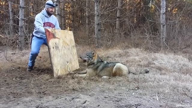 Животных Впервые ОСВОБОЖДАЮТ НА СВОБОДУ! смотреть онлайн