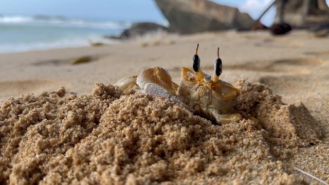 В мире животных. Шри-Ланка 04.2024 смотреть онлайн