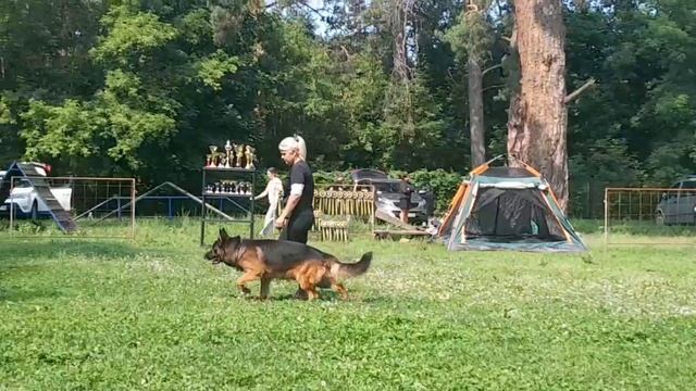 3 Отл. Фэмили Брэнд ШИКО +++ №13. КЧК ТОЛЬЯТТИ 14 июня`25 Е.Пудеев Моно н/о