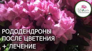 РОДОДЕНДРОНЫ ПОСЛЕ ЦВЕТЕНИЯ