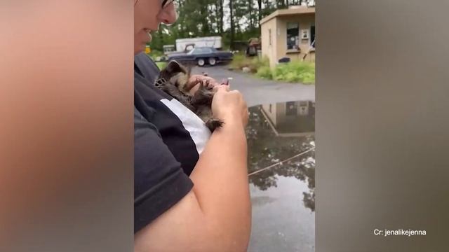 Это в 99% случаев заставит вас рассмеяться! Самые смешные видео с животными за ваш день смотреть онлайн