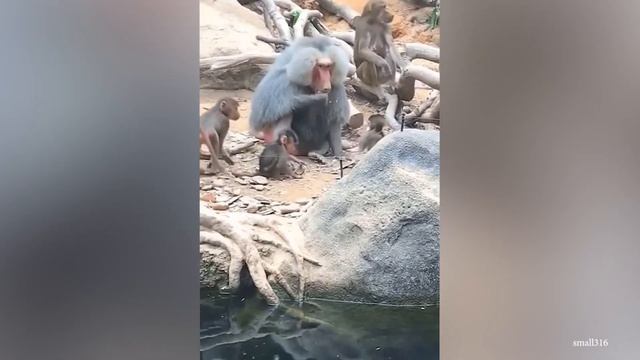 50 Интересных Моментов С Животными, Снятых На Камеру, Заставят Вас Рассмеяться и Забыть о Стрессе смотреть онлайн