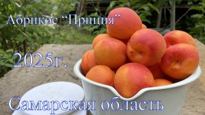 Абрикос Приция. Самарская область