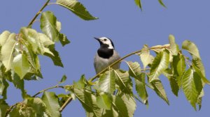 Пение трясогузки слушать. Голоса птиц. Трясогузка (белая) поет. Птицы России. Звуки природы.