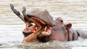 Это Тестостероновый Разрушитель - БЕГЕМОТ В ДЕЛЕ!