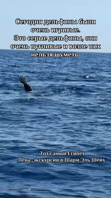 Игривые дельфины смотреть онлайн