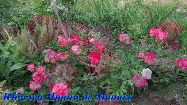 Юбилей Принц де Монако