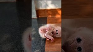 Little Baby monkey Duke ...   1000016227.mp4