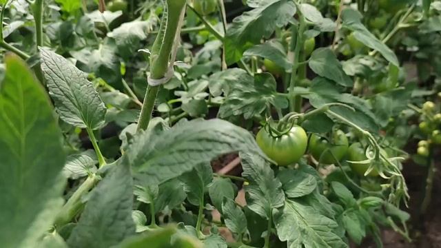 Появились пятна на листьях томатов, что это и как с этим бороться смотреть онлайн