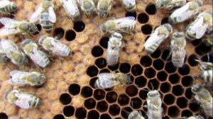 сравниваю разный размер ячеек для пчел - пчела Элгон на ячейке 4,9 мм , 28.06.2025