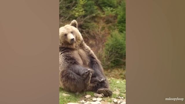 ЖИВОТНЫЕ оказались ЗАБАВНЕЕ, ЧЕМ ВЫ ОЖИДАЛИ! СМЕЙТЕСЬ ОТ ДУШИ ПРЯМО СЕЙЧАС! смотреть онлайн