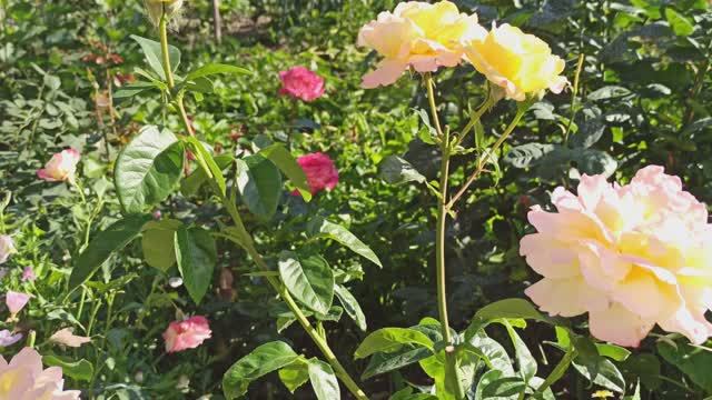 Обрезаю ясколку. смотреть онлайн