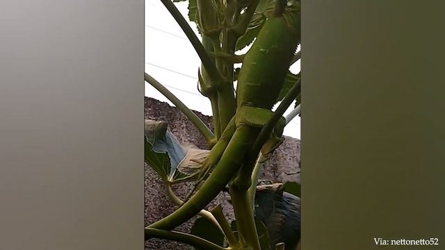 Забавные ЖИВОТНЫЕ облегчают ТРУДНЫЕ ВРЕМЕНА - Невероятные Моменты с Животными Сняты На Камеру смотреть онлайн