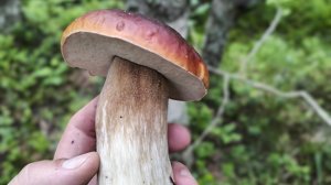 Сбор грибов. Подосиновики гиганты! Белые идут в рост! 28.06.25