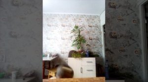 VID_20250628_134843.mp4