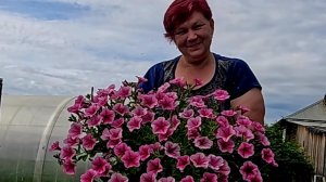 Чтобы Петуния была пышной и красивой!! Самая простая подкормка петуний для пышного цветения!