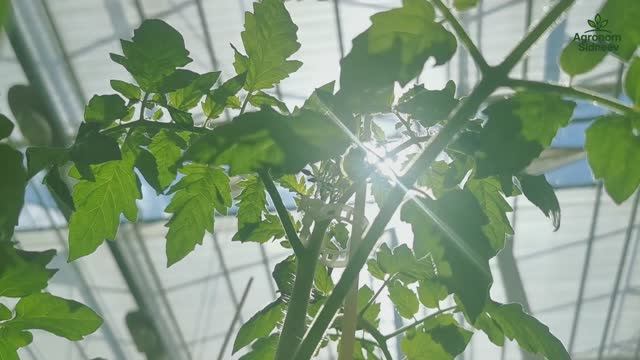 Рубрика: Как рождается правильная рассада томатов?