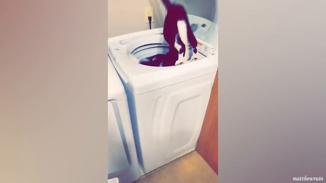 Веселые ЖИВОТНЫЕ, Которые Обязательно Скрасят Ваш День смотреть онлайн