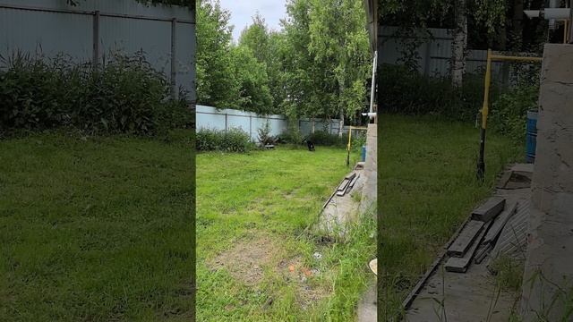 Ротвейлер охрана периметра!