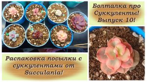 Болталка про Суккуленты! Выпуск 10! Распаковка посылки с суккулентами от Succulania!