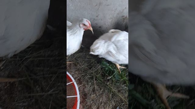 венгерская мангалица смотреть онлайн