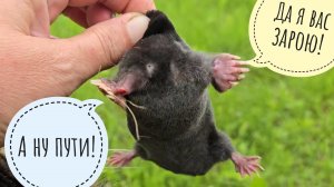 Кошка Морошка поймала крота и выслушала про него лекцию. Сова филин Ёль опять послушала про самца