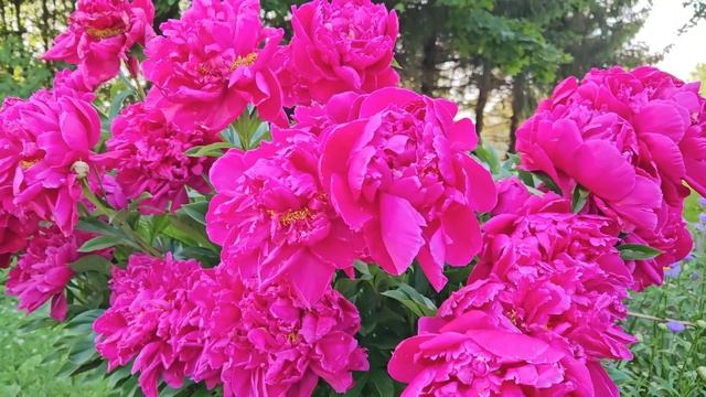 Июнь в саду смотреть онлайн