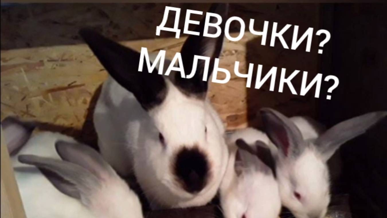 Девочки? Мальчики? 🐇 смотреть онлайн
