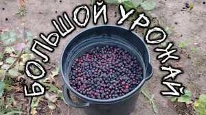 Большой урожай.