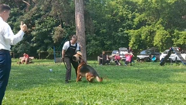 1 Отл. КЧК НИЛЕТТО из Белого Яра +++ №12. КЧК ТОЛЬЯТТИ 14 июня`25 Е.Пудеев Моно н/о