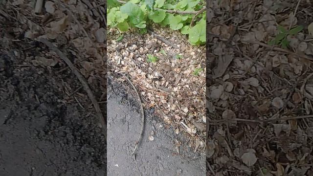 Северо Запад - Москва, Парк - Аллея Героев