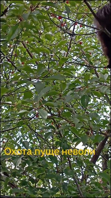 "Охота пуще неволи" смотреть онлайн