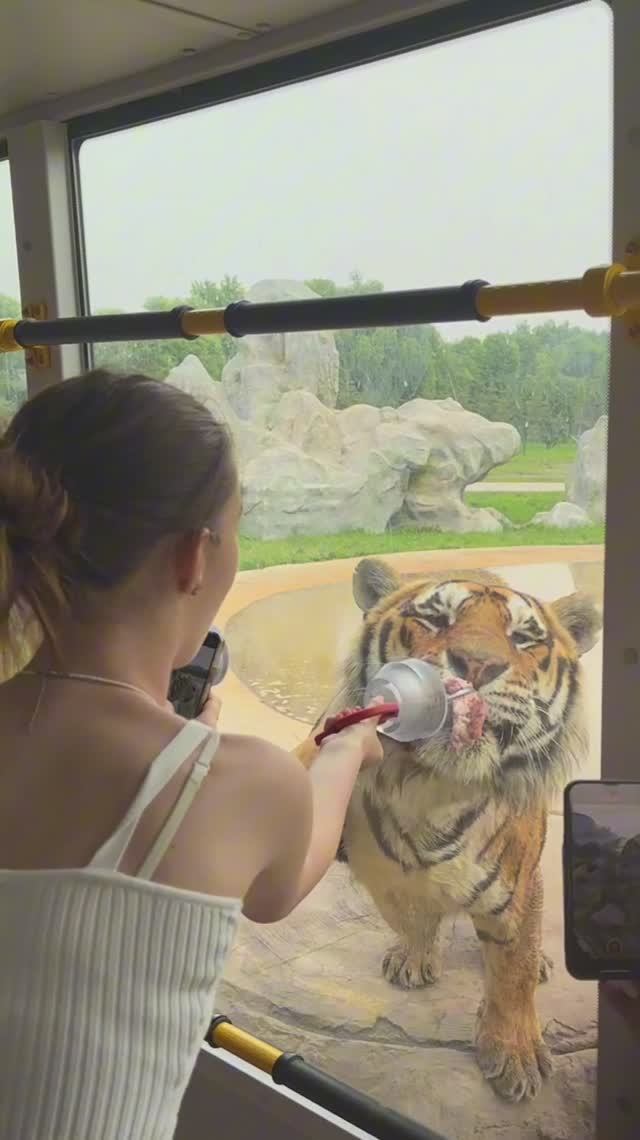 Парк Тигров + Телебашня в Харбине