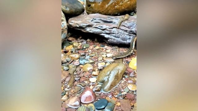 Самые смешные ЖИВОТНЫЕ! - Пришло ВРЕМЯ ПОСМЕЯТЬСЯ над интересными моментами с животными смотреть онлайн