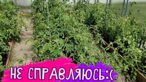 Низкорослые томаты не так просты как кажутся! Может все-таки только высокие выращивать?