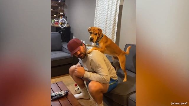 СОБАКА - Это нечто большее, Чем Просто Смешное И Милое - Смешные видео с домашними животными смотреть онлайн