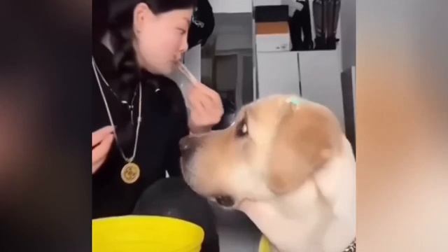 Самые смешные животные