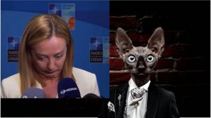 Референдум или таблетки? Вот в чем вопрос / Кот Костян