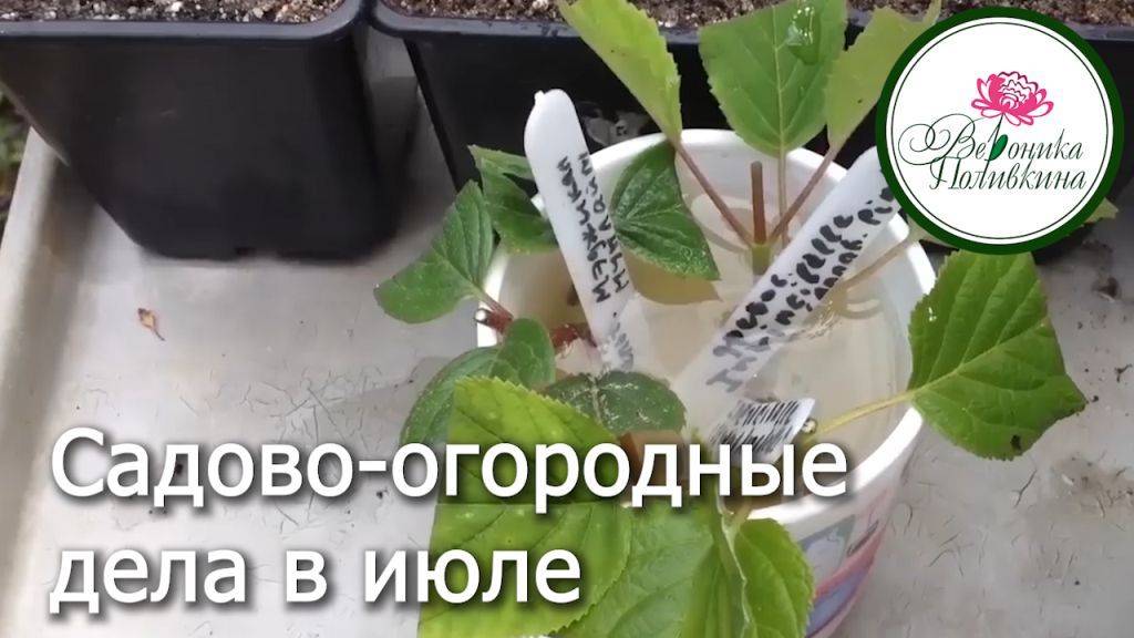 САДОВО ОГОРОДНЫЕ ДЕЛА В ИЮЛЕ смотреть онлайн