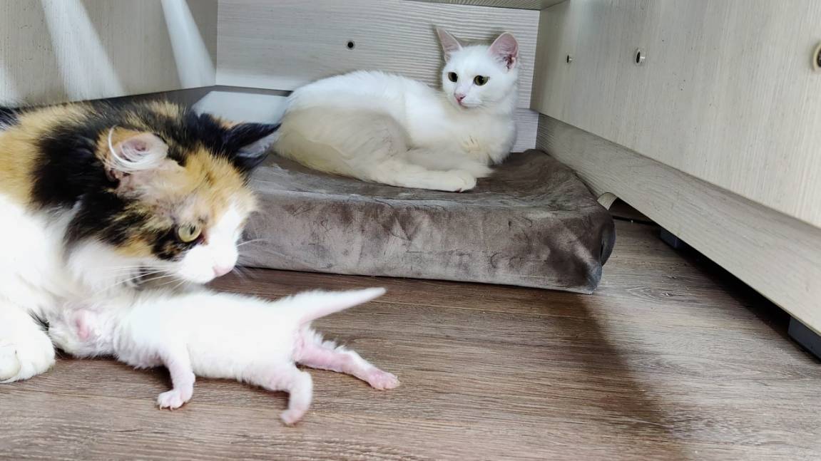 Маленький котенок потерял свою маму и принял за свою маму другую кошку. Новорожденный котенок. смотреть онлайн