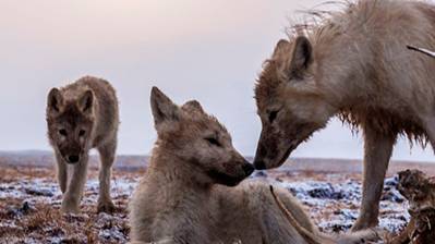 Королевство белого волка 2 серия «Королева-волчица» | NAT Geo смотреть онлайн
