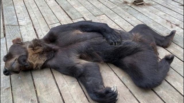 Смерть медведя. 02.01.25._HD смотреть онлайн